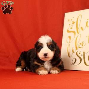 Pinesol, Mini Bernedoodle Puppy